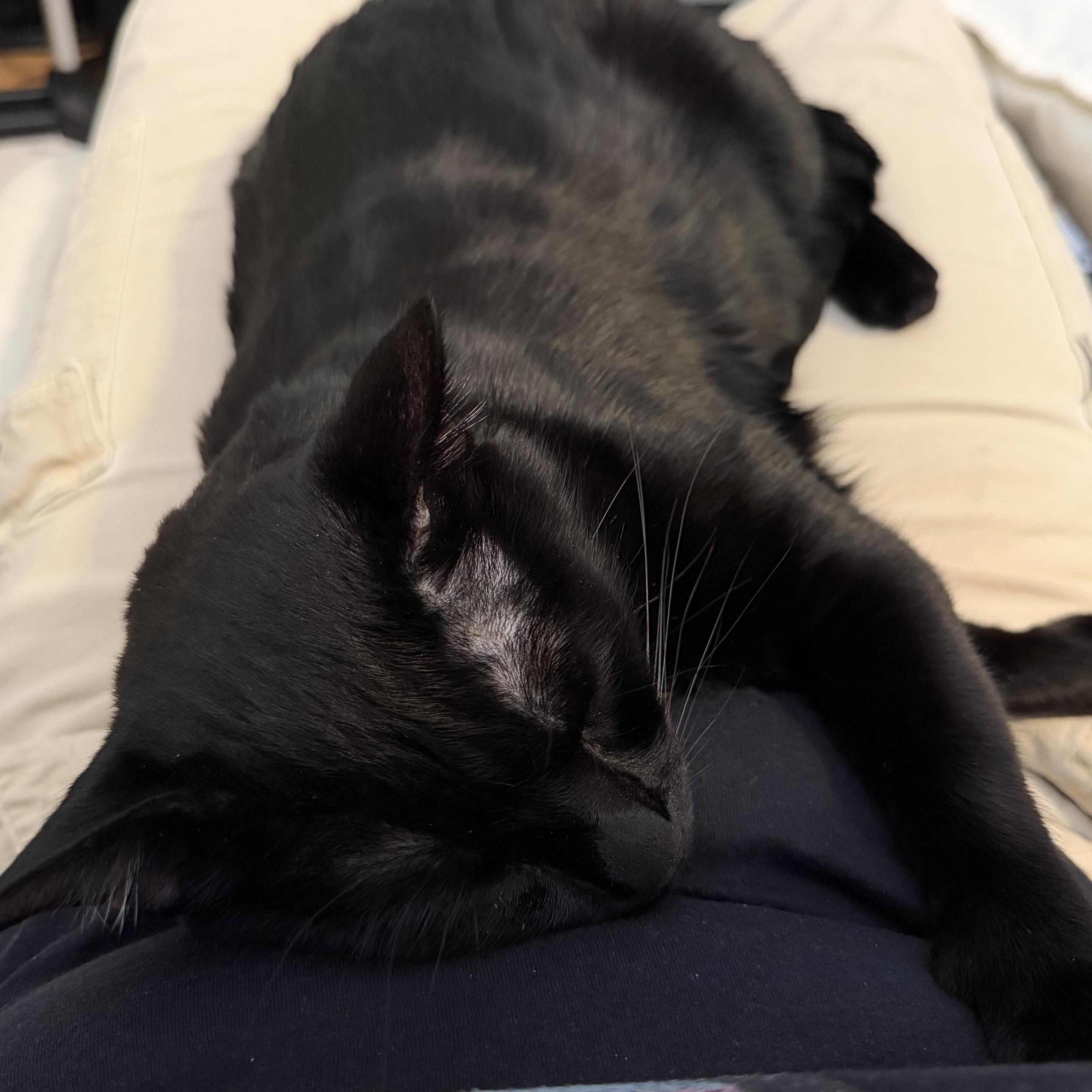 a black cat is sleeping in my lap. his head is resting on my belly